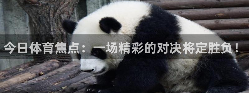 今日体育焦点：一场精彩的对决将定胜负！